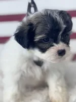 Arwen, a female Shichon for sale in Mobile, AL – 2 of 3