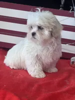 Darwood, a male Mal Shi for sale in Mobile, AL – 4 of 4