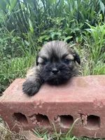 Hubble, a male Shih Tzu for sale in Mobile, AL – 2 of 4