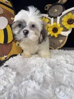 Frank, a male Shih Tzu for sale in Mobile, AL – 2 of 4