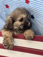 Happy, a male Shih Tzu for sale in Mobile, AL – 1 of 3
