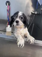Della, a female Shih Tzu for sale in Grand Bay, AL – 5 of 5