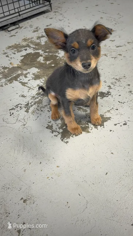 Sassy Frassy – Chihuahua puppy for sale in Mobile, AL