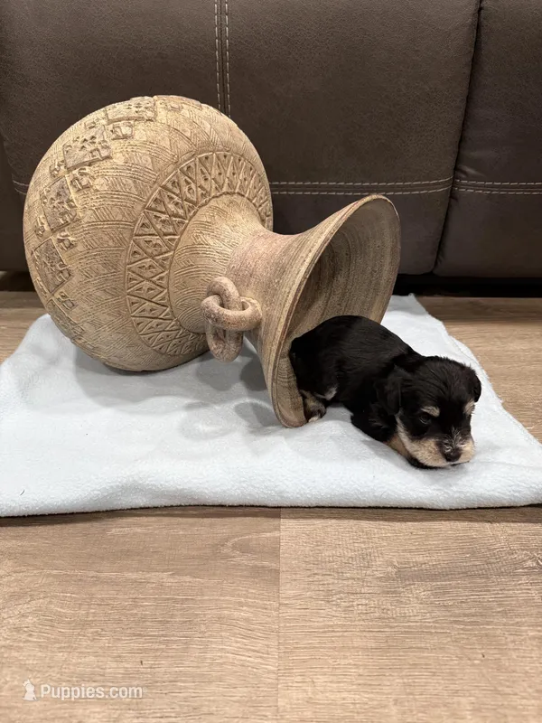 Ham – Miniature Schnauzer puppy for sale in Mobile, AL