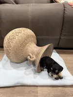 Ham, a male Miniature Schnauzer for sale in Mobile, AL – Photo 3 of 3