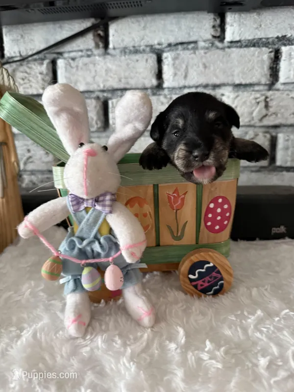 Ham – Miniature Schnauzer puppy for sale in Mobile, AL