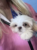 Laden, a male Shih Tzu for sale in Grand Bay, AL – 6 of 6