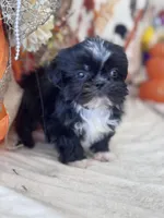 Kane, a male Shih Tzu for sale in Grand Bay, AL – 3 of 5