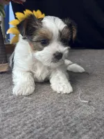 Riot, a male Yorkshire Terrier for sale in Grand Bay, AL – 3 of 3