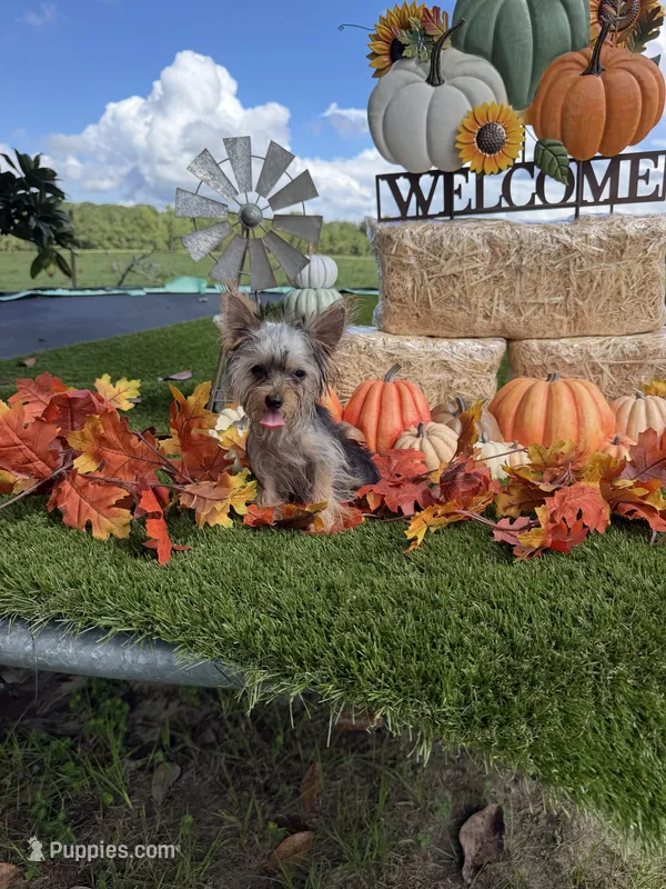 Lorraine  – Yorkshire Terrier puppy for sale in Grand Bay, AL