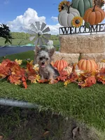 Lorraine , a female Yorkshire Terrier for sale in Grand Bay, AL – 1 of 1