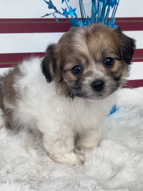 Keyson – Maltipoo puppy for sale in Mobile, AL