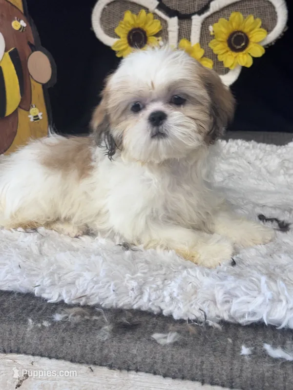 Angie  – Shih Tzu puppy for sale in Mobile, AL