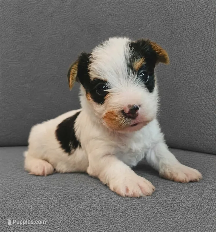 Jack – Yorkshire Terrier puppy for sale in Mobile, AL