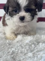 Enzo, a male Shichon for sale in Mobile, AL – 2 of 5