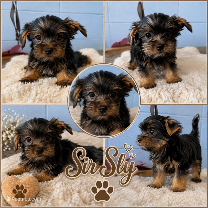 Sir Sly – Yorkshire Terrier puppy for sale in Mobile, AL