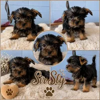 Sir Sly, a male Yorkshire Terrier for sale in Mobile, AL – 1 of 1