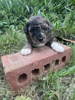 Zahara, a female Poodle - Toy  for sale in Mobile, AL – 3 of 4