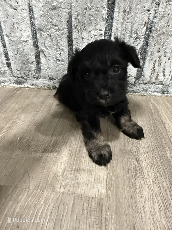 Schnuggles – Schnoodle puppy for sale in Mobile, AL