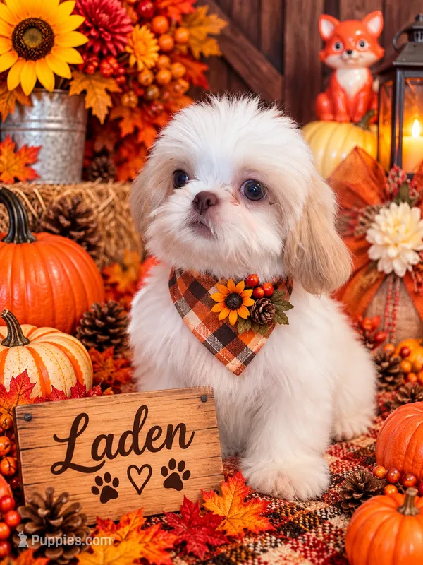 Laden – Shih Tzu puppy for sale in Grand Bay, AL