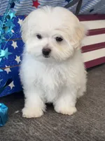 Girasol, a male Maltese for sale in Mobile, AL – 4 of 5