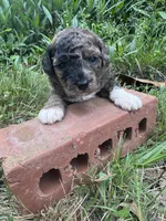Zahara, a female Poodle - Toy  for sale in Mobile, AL – 4 of 4
