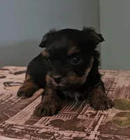 Thia, a female Yorkshire Terrier for sale in Grand Bay, AL – 2 of 6
