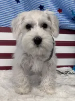 Cashew, a male Miniature Schnauzer for sale in Mobile, AL – 4 of 5
