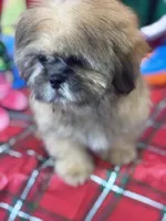 Daemon, a male Shih Tzu for sale in Mobile, AL – 2 of 7