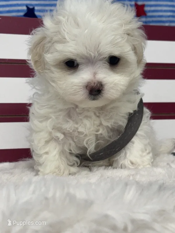 Girasol – Maltese puppy for sale in Mobile, AL