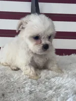 Kit, a female Shichon for sale in Mobile, AL – 3 of 4