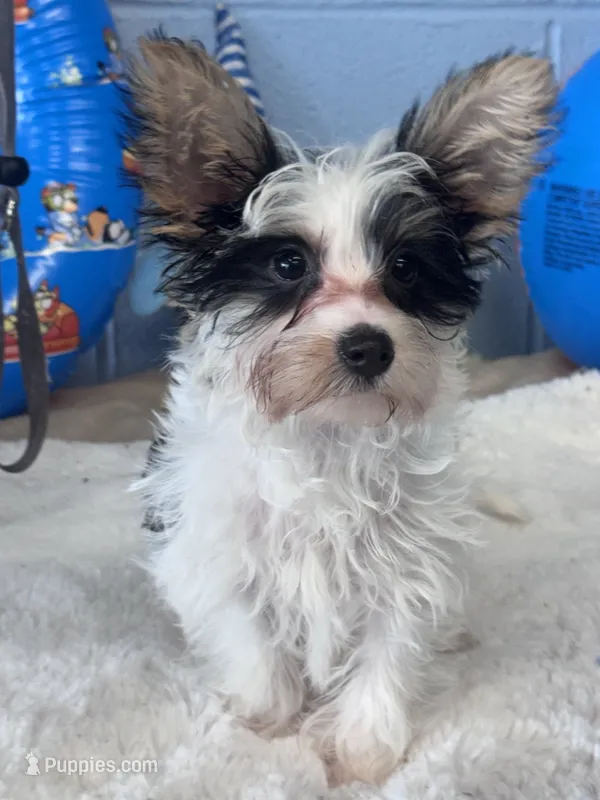 Jake – Yorkshire Terrier puppy for sale in Mobile, AL