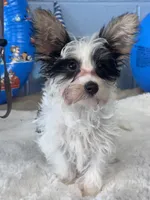 Jake, a male Yorkshire Terrier for sale in Mobile, AL – 1 of 3