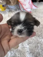 Nash, a male Shih Tzu for sale in Mobile, AL – 2 of 3