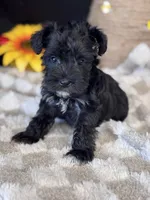 BlackBerry , a female Miniature Schnauzer for sale in Grand Bay, AL – 2 of 4