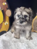 Merlot, a female Schnoodle for sale in Grand Bay, AL – 4 of 5