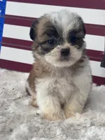 Amir, a male Shichon for sale in Mobile, AL – 3 of 4