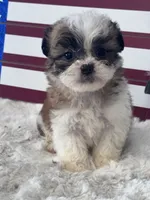 Amir, a male Shichon for sale in Mobile, AL – 2 of 4