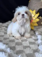 Laden, a male Shih Tzu for sale in Grand Bay, AL – 2 of 6