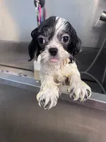 Della, a female Shih Tzu for sale in Grand Bay, AL – 4 of 5
