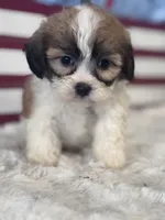Yuna, a female Shichon for sale in Mobile, AL – 2 of 4