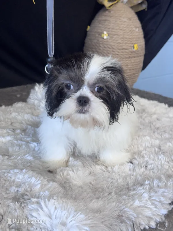 Della – Shih Tzu puppy for sale in Grand Bay, AL