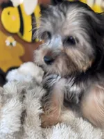 Sailor, a male Yorkshire Terrier for sale in Grand Bay, AL – 3 of 6