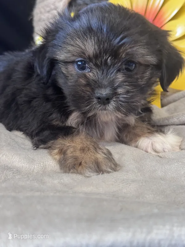 Gertrude – Pekingese, Shih Tzu puppy for sale in Grand Bay, AL