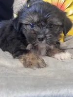 Gertrude, a female Pekingese and Shih Tzu for sale in Grand Bay, AL – 1 of 5