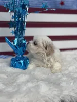 Sol, a male Mal Shi for sale in Mobile, AL – 2 of 4