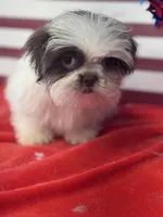 Jiggy, a male Shih Tzu for sale in Mobile, AL – 3 of 7