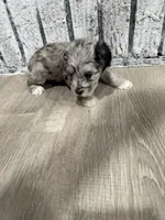 Quick Silver, a male Schnoodle for sale in Mobile, AL – 2 of 4