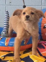 Fozzy, a male Chihuahua and Pomchi for sale in Mobile, AL – 3 of 5