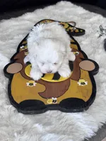 Girasol, a male Maltese for sale in Mobile, AL – 4 of 4